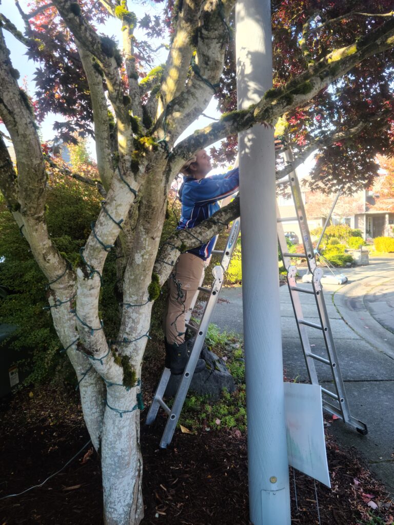 Helping hands with Emily from Homefront Holiday LIghts installing lights on a tree in the Seattle/Eastside area
