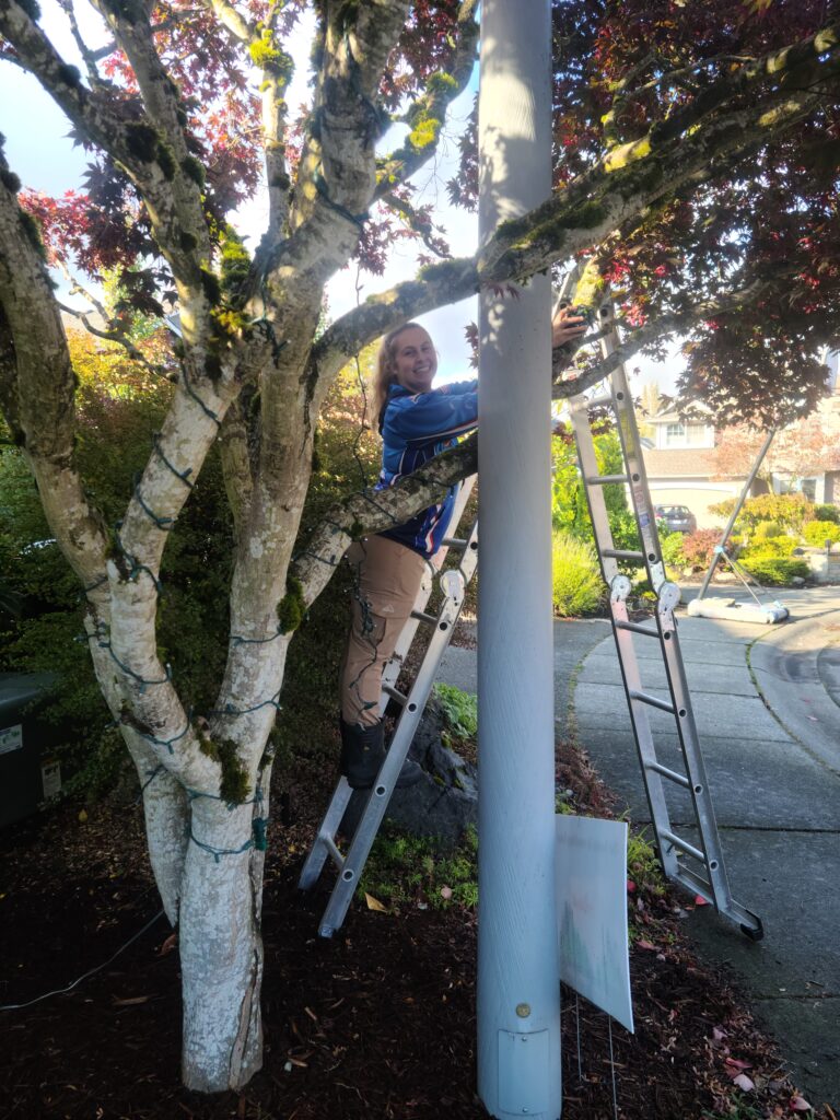 Homefront Holiday Lights installing lights on a tree in the Seattle/Eastside area